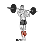 Standing Barbell Calf Raise demonstration