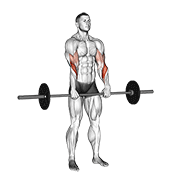 barbell standing reverse grip curl resistance demonstration