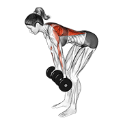 dumbbell reverse grip row (female) hold demonstration