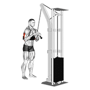 cable triceps pushdown (v-bar) (with arm blaster) demonstration
