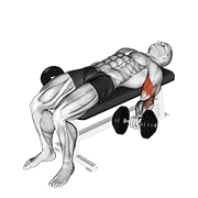 dumbbell lying supine biceps curl demonstration