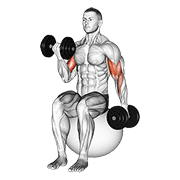 hold style dumbbell alternating seated bicep curl on exercise ball demonstration